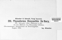 Physoderma menyanthis image